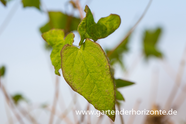 Großblütige Elfenblume, Epimedium grandiflorum 'Akebono'