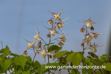 Großblütige Elfenblume, Epimedium grandiflorum, weiß