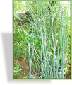 Schachtelhalm, Equisetum hyemale var. robustum