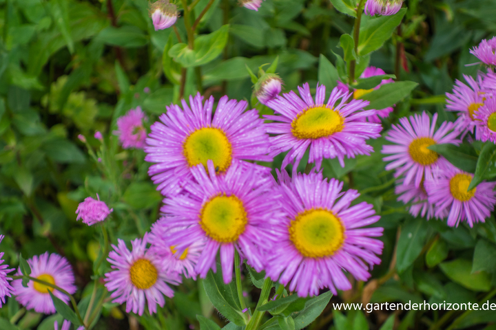 Feinstrahlaster, Erigeron speciosus 'Rosa Juwel'