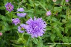 Feinstrahlaster, Erigeron speciosus 'Schoene Blaue'