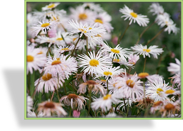 Feinstrahlaster, Erigeron hybride 'Sommerneuschnee'