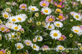 Spanisches Gänseblümchen, Erigeron karvinskianus 'Blütenmeer'