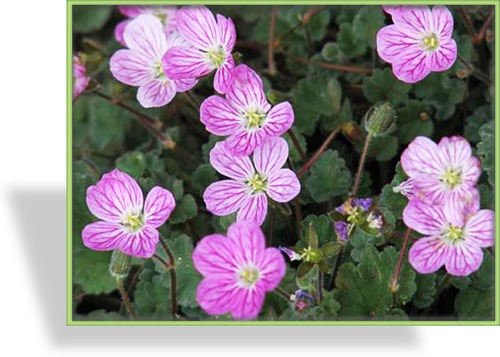 Reiherschnabel, Erodium variabile 'Bishops Form'