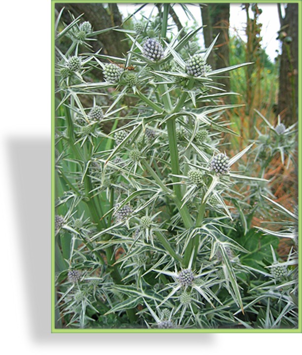 Distel, Edeldistel, Eryngium variifolium