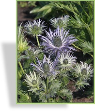 Distel, Mannstreu, Eryngium alpinum 'Blue Star'