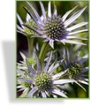 Distel, Edeldistel, Eryngium planum