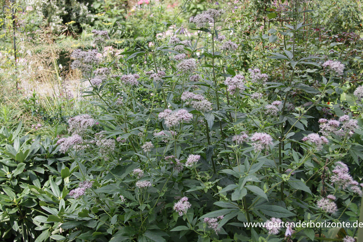 Dost, Gemeiner Wasserdost, Kunigundenkraut, Eupatorium cannabinum