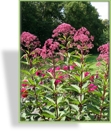 Dost, Wasserdost, Eupatorium fistulosum 'Atropurpureum'