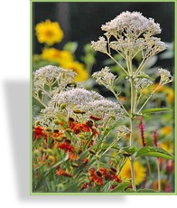 Dost, Wasserdost, Eupatorium fistulosum 'Album'