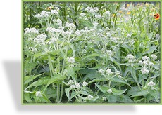 Dost, Eupatorium perfoliatum