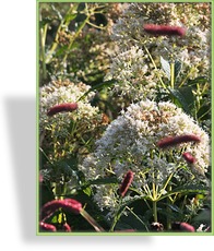 Dost, Wasserdost, Eupatorium fistulosum 'Ivory Towers'