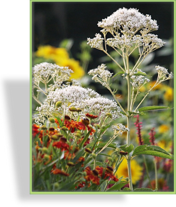 Dost, Wasserdost, Eupatorium fistulosum 'Bartered Bride'