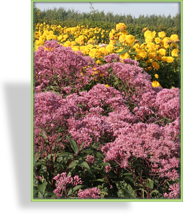 Dost, Wasserdost, Eupatorium fistulosum 'Glutball'
