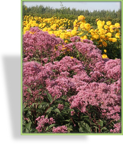 Dost, Wasserdost, Eupatorium fistulosum 'Glutball'