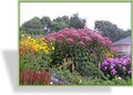 Dost, Wasserdost, Eupatorium fistulosum 'Riesenschirm'