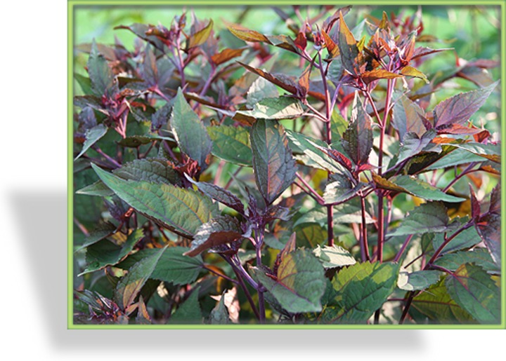 Dost, Riesendost, Eupatorium rugosum 'Chocolate'