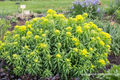 Wolfsmilch, Sumpf-Wolfsmilch, Euphorbia palustris 'Walenburg's Glory'