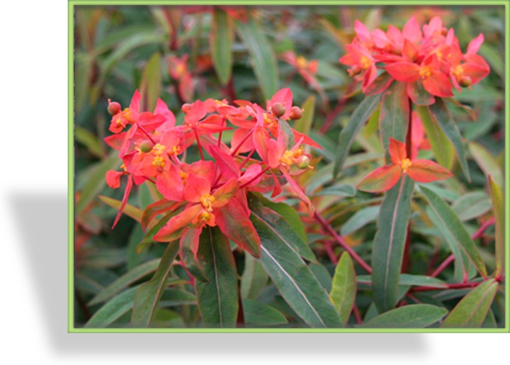 Wolfsmilch, Himalaya-Wolfsmilch, Euphorbia griffithii 'Fireglow'
