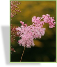 Mädesüß, Spierstaude, Filipendula rubra 'Venusta'