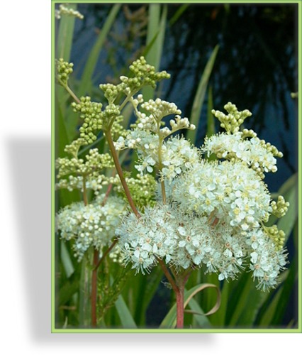 Mädesüß, Spierstaude, Filipendula ulmaria