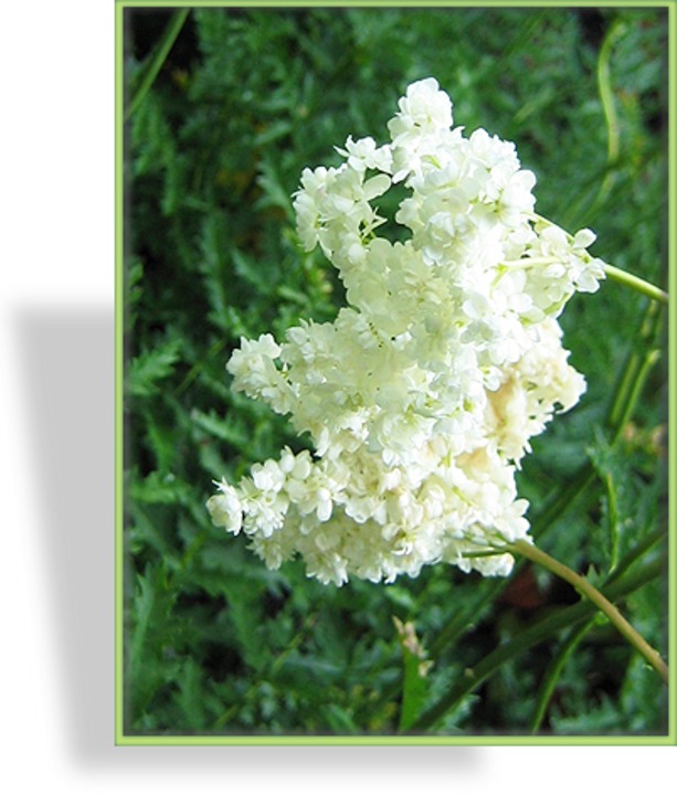 Mädesüß, Spierstaude, Filipendula vulgaris 'Plena'