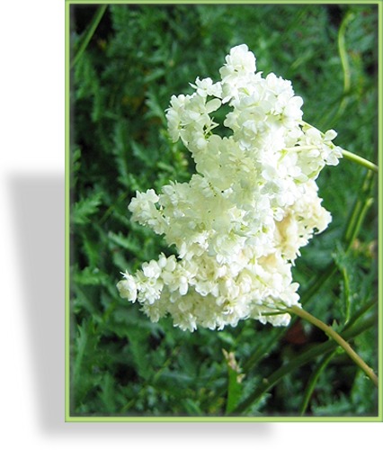 Mädesüß, Spierstaude, Filipendula vulgaris 'Plena'