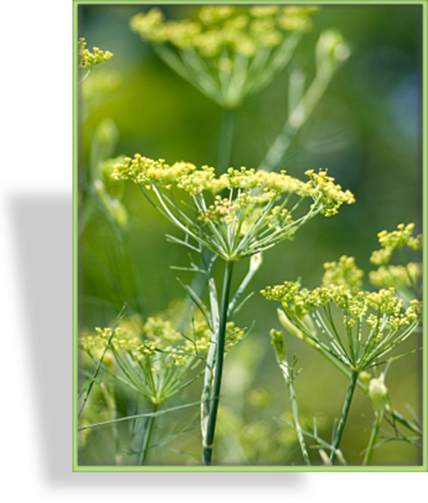 Fenchel, Foeniculum vulgare