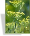 Fenchel, SP-Stauden