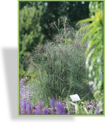 Fenchel, Foeniculum vulgare 'Atropurpureum'