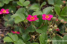 Ziererdbeere, Fragaria x ananassa 'Ruby Red'