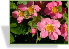 Ziererdbeere, Fragaria x ananassa 'Pink Panda'