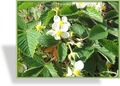 Ziererdbeere, Walderdbeere, Fragaria vesca