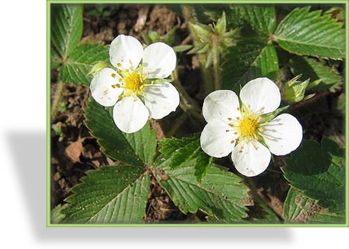 Ziererdbeere, Monatserdbeere, Fragaria vesca var. semperflorens 'Rügen'