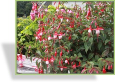 Fuchsie