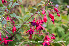 Fuchsie, Fuchsia x cultorum 'Lady Boothby'