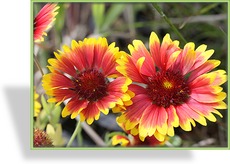 Kokardenblume, Gaillardia aristata 'Fackelschein'