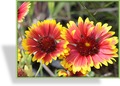 Kokardenblume, Gaillardia aristata 'Fackelschein'