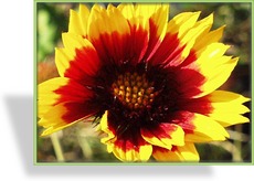 Kokardenblume, Gaillardia aristata 'Bremen'