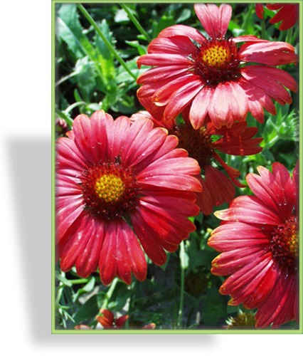 Kokardenblume, Gaillardia aristata 'Burgunder'