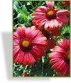 Kokardenblume, Gaillardia aristata 'Burgunder'