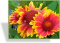 Kokardenblume, Gaillardia aristata 'Kobold'