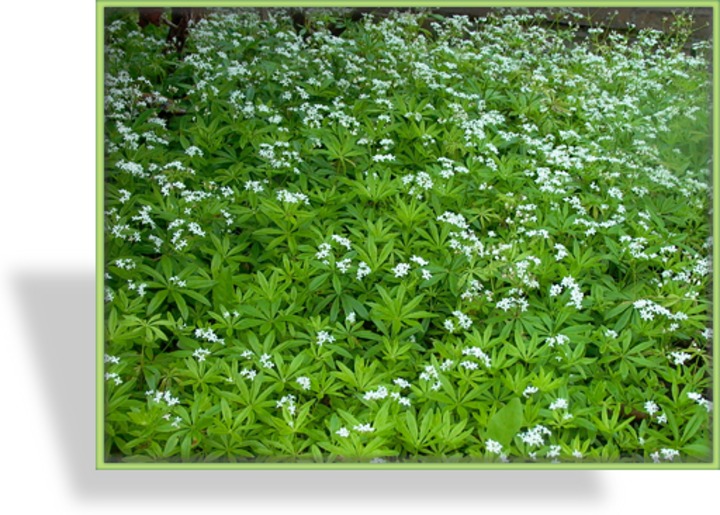 Waldmeister, Galium odoratum