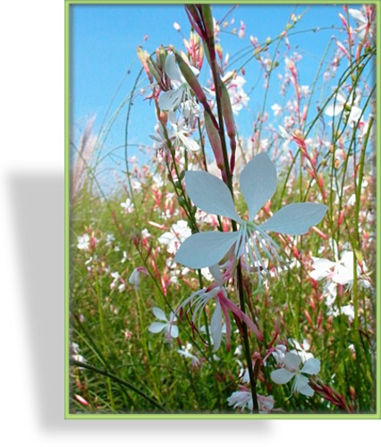 Prachtkerze, Gaura lindheimeri