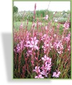 Prachtkerze, Gaura lindheimeri 'Siskyou Pink'