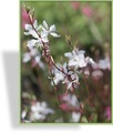 Prachtkerze, Gaura lindheimeri 'Whirling Butterflies'