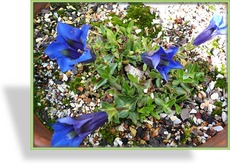 Enzian, Gentiana acaulis