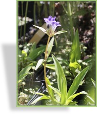 Enzian, Großer Enzian, Gentiana dahurica