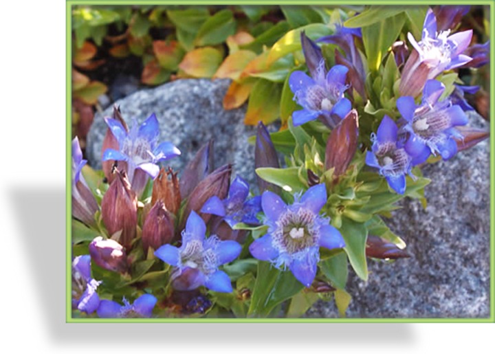 Enzian, Sommerenzian, Gentiana septemfida var lagodechiana