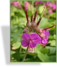 Storchschnabel, Cambridge-Storchschnabel, Geranium x cantabrigiense 'Berggarten'
